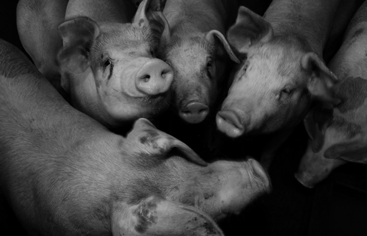 Pigs PI _287small.jpg