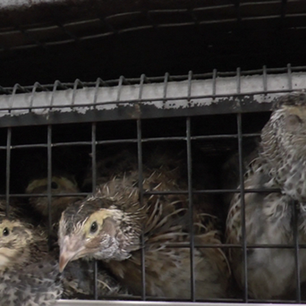 Think your quail eggs are high-end? The vast majority are factory farmed in atrocious conditions