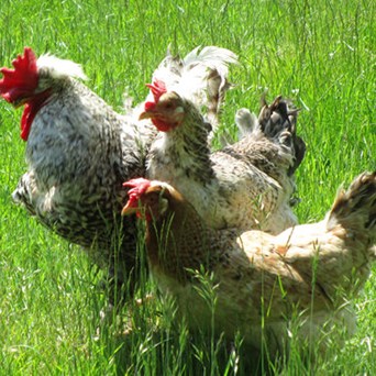 Case studies for humane and sustainable farming