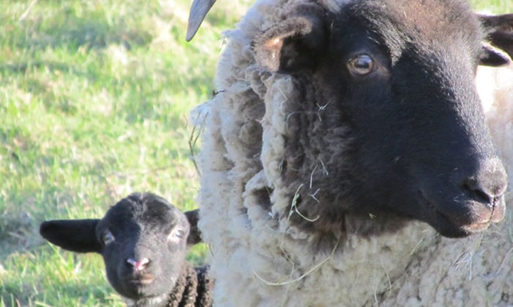 CIWF Ewe and lamb for FAO invite.jpg