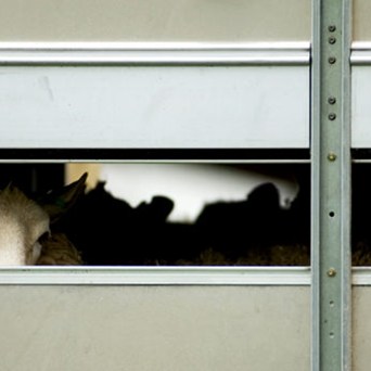 ‘Zombie sheep and calves’ deliver petition of over one million signatures
