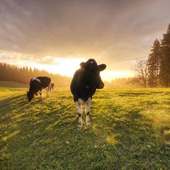 UN shows support for sustainable farming