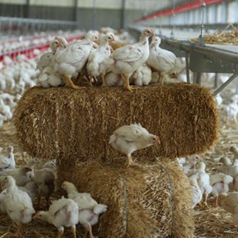 First British retailer to sign up to new chicken standards