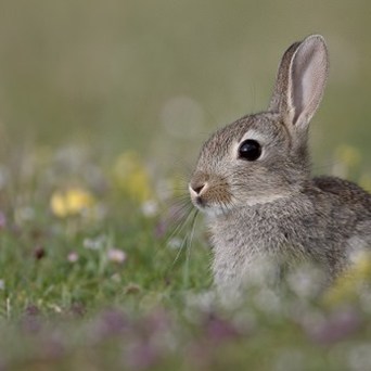 Paint a better future for rabbits