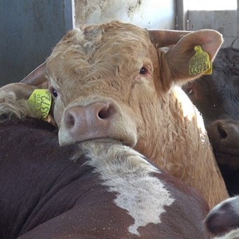 Irish bulls en route to Libya set to endure horrific suffering