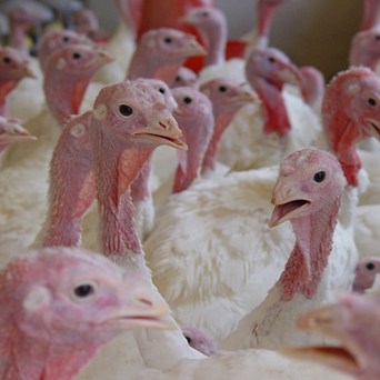 Bird flu: an overly-cautious move by Defra