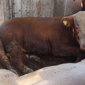 New data shows live cattle export numbers are on the rise