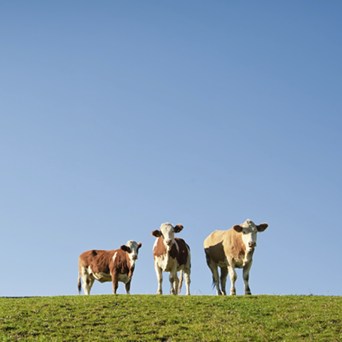 The future of food and farming post-Brexit
