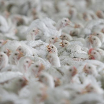Urgent poultry sector reforms needed as bird flu mutates to mammals and risks new pandemic