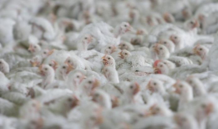 Broiler chickens crammed in a factory farm with little space to move
