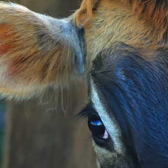 CCTV to be mandatory in French slaughterhouses