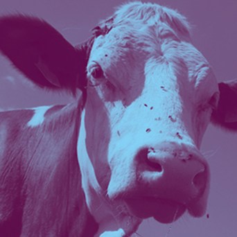 Coop Switzerland, Cranswick, Marks & Spencer, Migros, Noble Foods and Waitrose show leadership on farm animal welfare