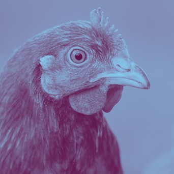 Companies continue to take note of animal welfare