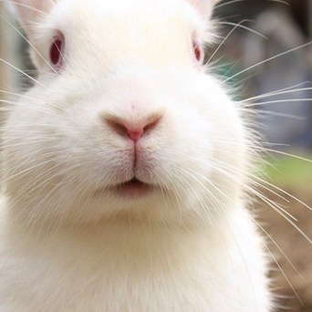 Progress for Europe’s rabbits