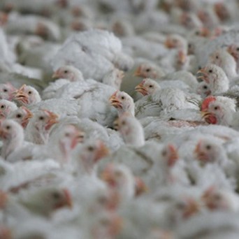 Breaking the Taboo: Why Diets Must Change to Tackle Climate Emergency