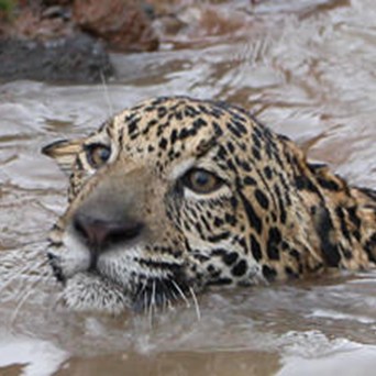 EXTINCTION AND LIVESTOCK: moving to a flourishing food system for wildlife, farm animals and us