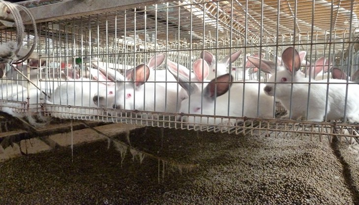 Spanish rabbits in barren battery cages.jpg