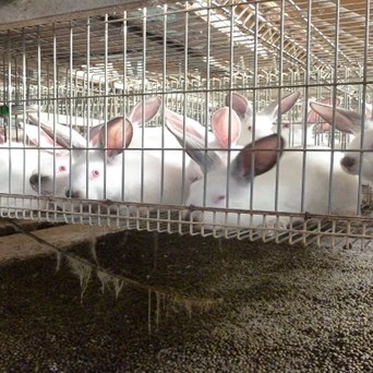 All Eyes Are On You for Rabbits