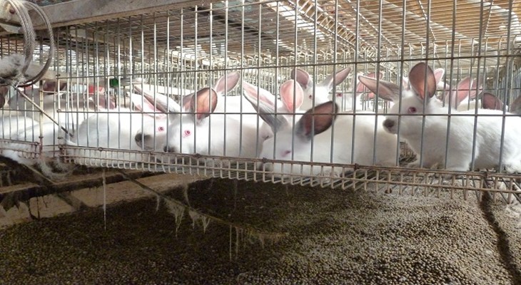 Spanish rabbits in barren battery cages.jpg (1)