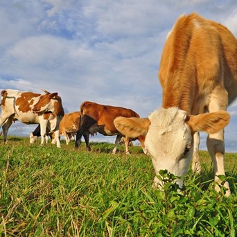 Asda – first supermarket to stock ‘free range’ milk