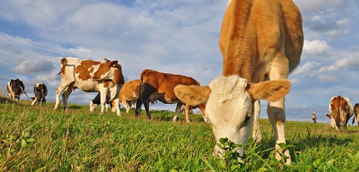 Pasture Promise webnews.jpg