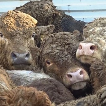 International Trade Committee report highlights that Gulf slaughter standards fail animals