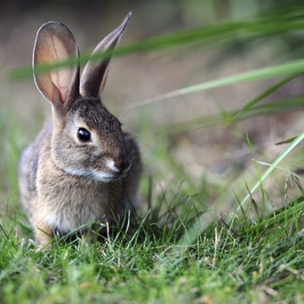 Animal welfare in the European Union