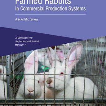 Scientists’ report on welfare of farmed rabbits