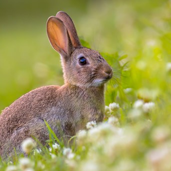 Monumental success for Europe’s farmed rabbits