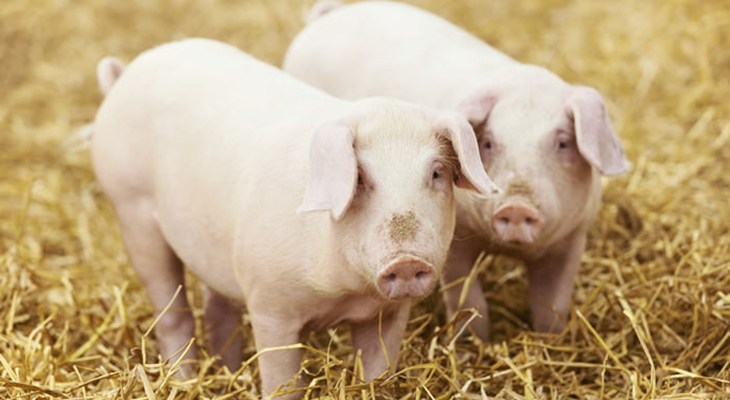 Piglets in straw.jpg