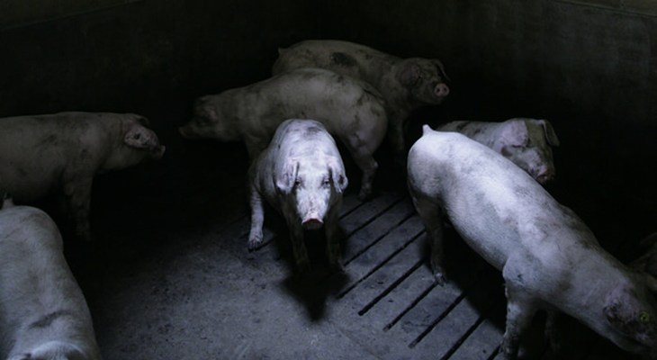 factory farmed pigs in barren environment.jpg