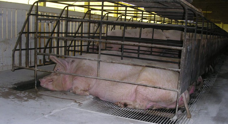 Sow stalls.jpg