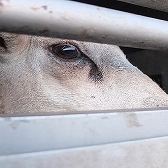 New film shows live transport horrors