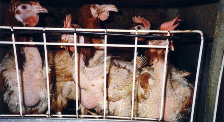 Hens with severe feather loss.jpg