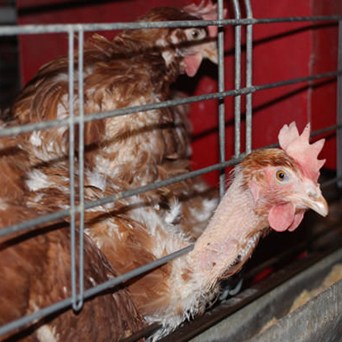 SCIENTIFIC BRIEFING ON CAGED FARMING