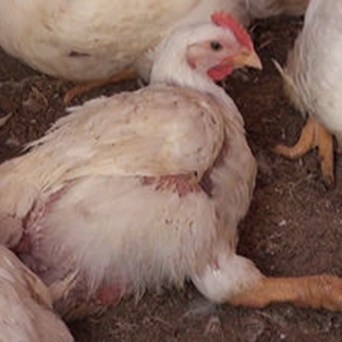 Revealed: Inside the UK's chicken sheds