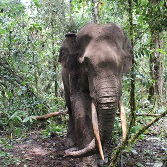 What’s the Beef with Palm?