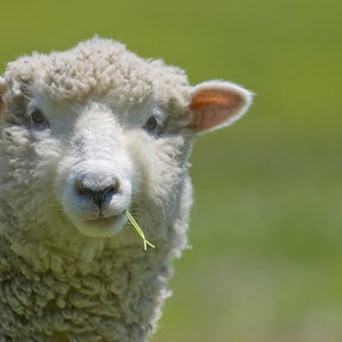 Victory in the fight to ban live exports