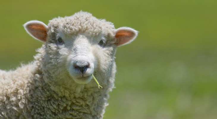 Sheep closeup eating grass.jpg