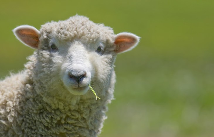 Sheep closeup eating grass.jpg