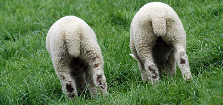 lambs with docked tails.jpg