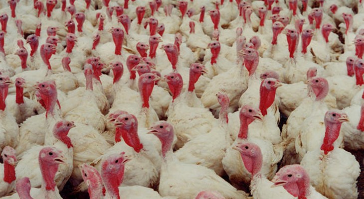 Intensive turkey farm.jpg
