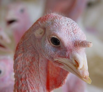 Debeaked turkey .jpg