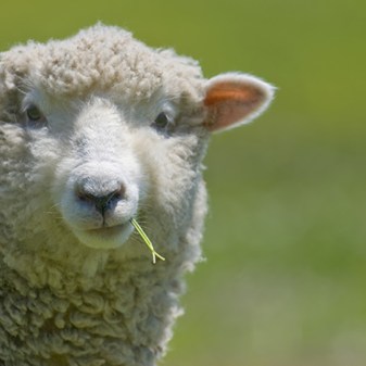 Sheep
