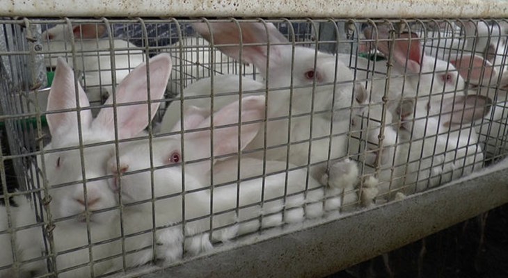 Cramped conditions in rabbit farm.jpg