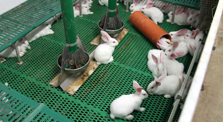 Higher welfare rabbit farming.jpg