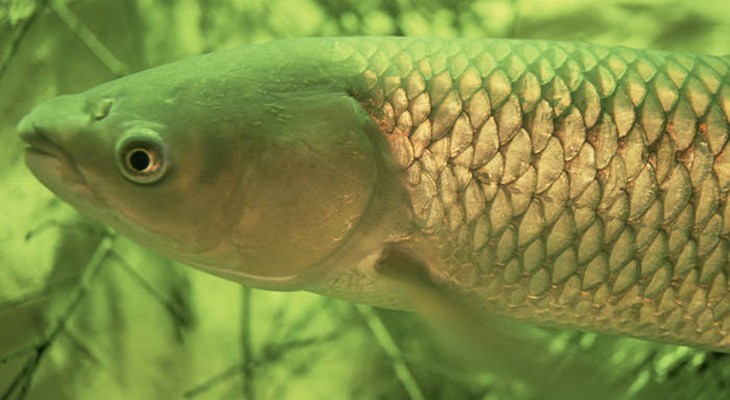 Grass Carp, Ctenopharyngodon idella