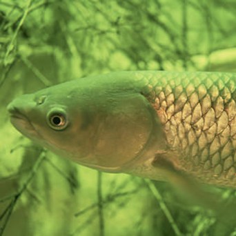 New threat for Poland’s fish