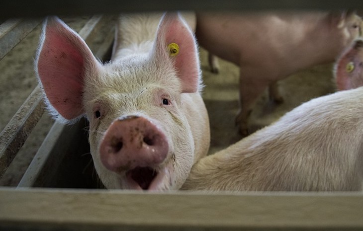 pig in a crowded pen