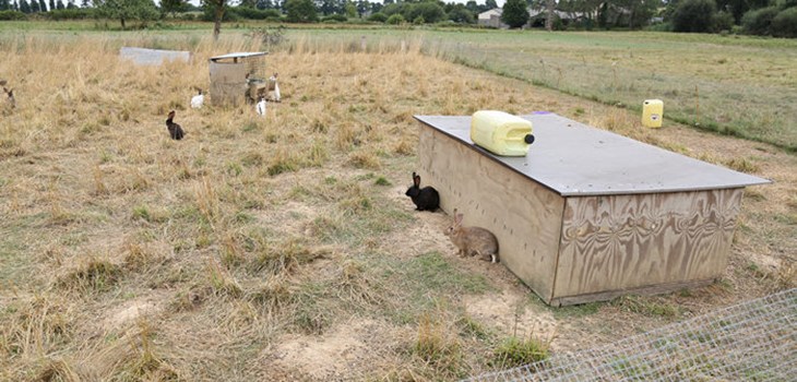 Free range rabbit farm.jpg